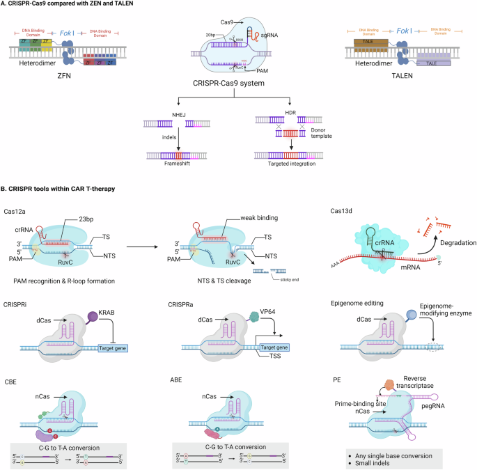 Leveraging CRISPR gene editing technology to optimize the efficacy, safety and accessibility of CAR T-cell therapy