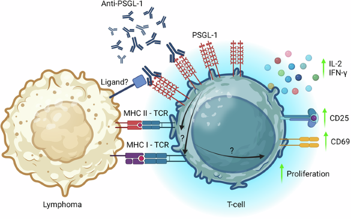 Antibody blockade of the PSGL-1 immune checkpoint enhances T-cell responses to B-cell lymphoma