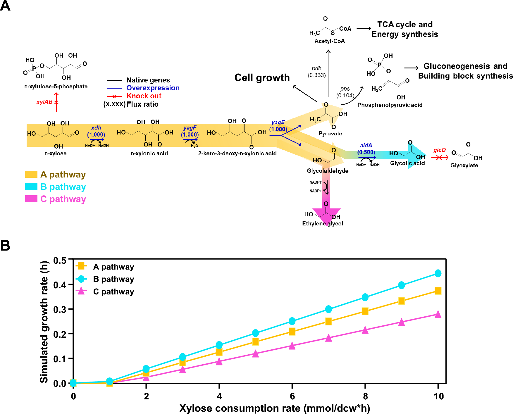 Investigation of Bottleneck Enzyme Through Flux Balance Analysis to Improve Glycolic Acid Production in Escherichia coli