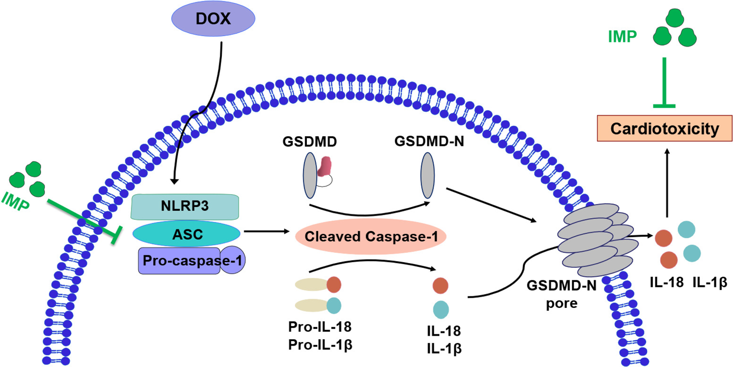 Preventive effect of imperatorin against doxorubicin-induced cardiotoxicity through suppression of NLRP3 inflammasome activation