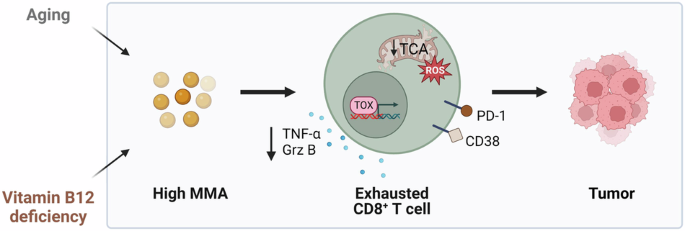 Methylmalonic acid induces metabolic abnormalities and exhaustion in CD8+ T cells to suppress anti-tumor immunity