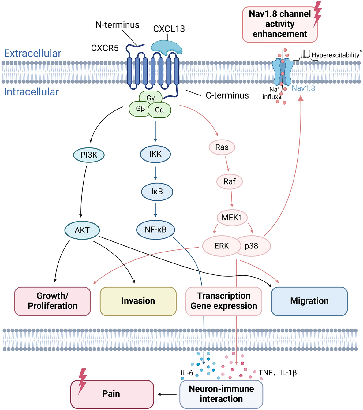 Chemokine CXCL13–CXCR5 signaling in neuroinflammation and pathogenesis of chronic pain and neurological diseases