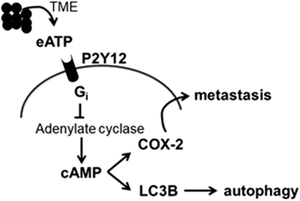 P2Y12 receptor-mediated cyclooxygenase 2 (COX-2) expression enhances tumor cell progression in a mouse model of lymphoma