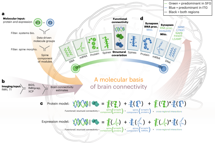 Integration across biophysical scales identifies molecular and cellular correlates of person-to-person variability in human brain connectivity