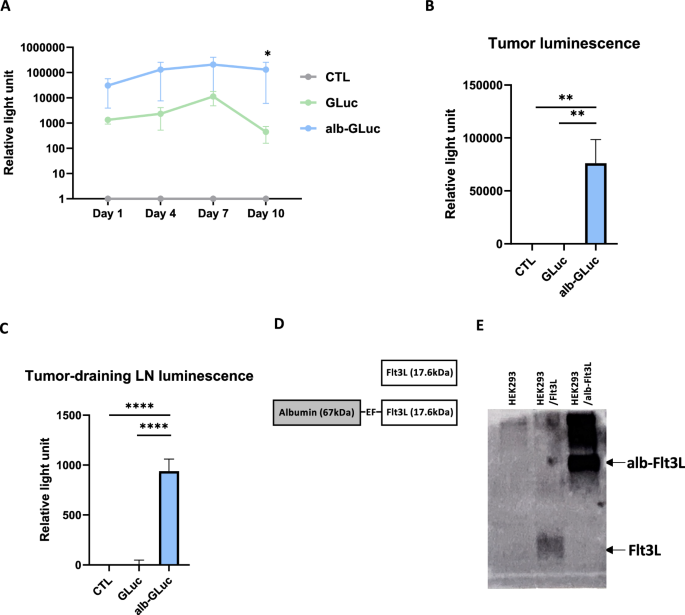 Electroporation-mediated novel albumin-fused Flt3L DNA delivery promotes cDC1-associated anticancer immunity