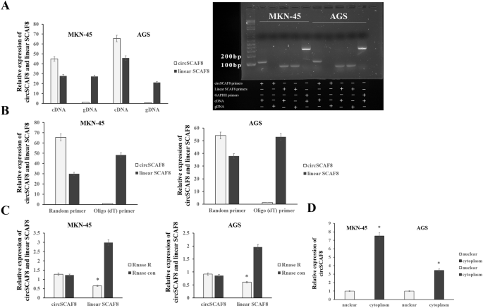 The circRNA circSCAF8 promotes tumor growth and metastasis of gastric cancer via miR-1293/TIMP1signaling