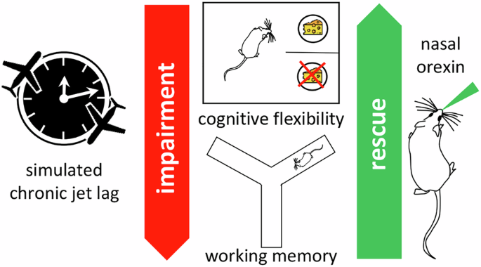 Orexinergic modulation of chronic jet lag-induced deficits in mouse cognitive flexibility