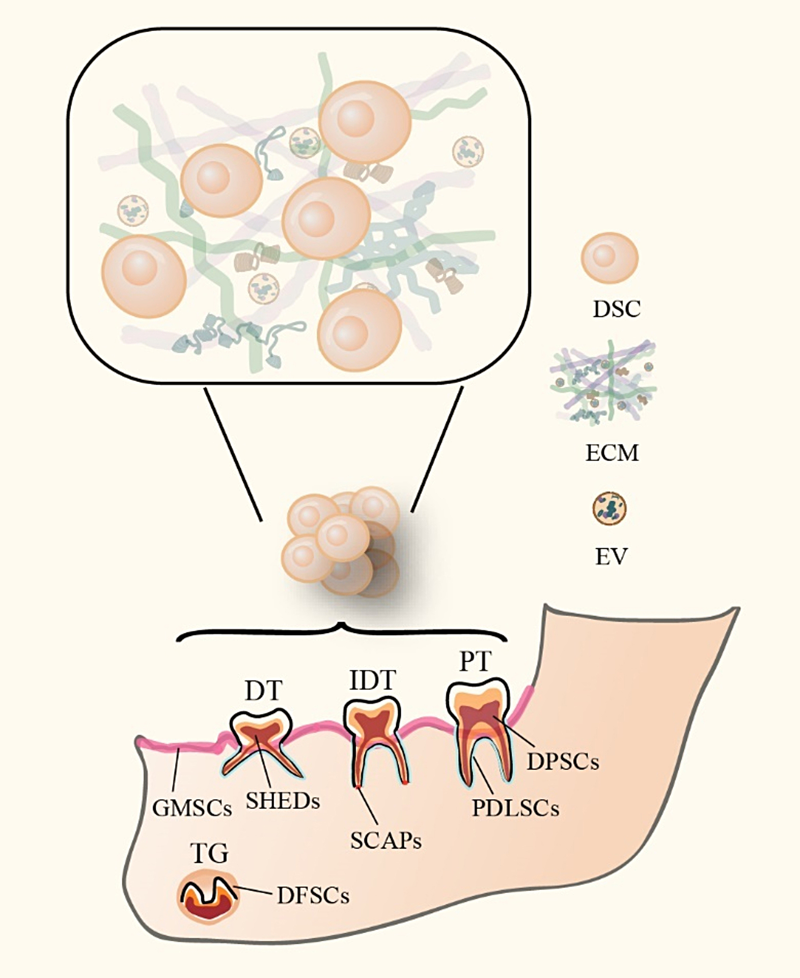 Dental stem cell dynamics in periodontal ligament regeneration: from mechanism to application