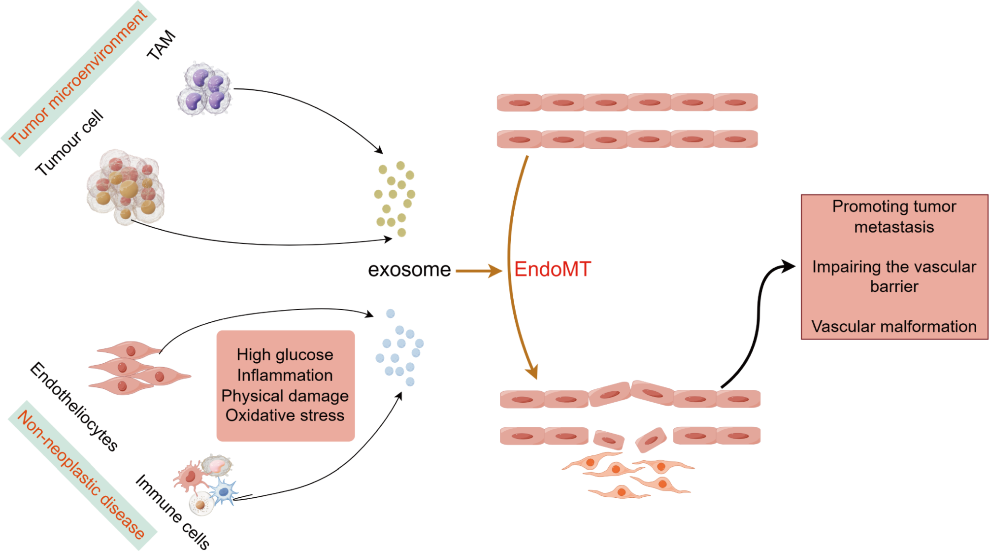 Advances in regulating endothelial-mesenchymal transformation through exosomes