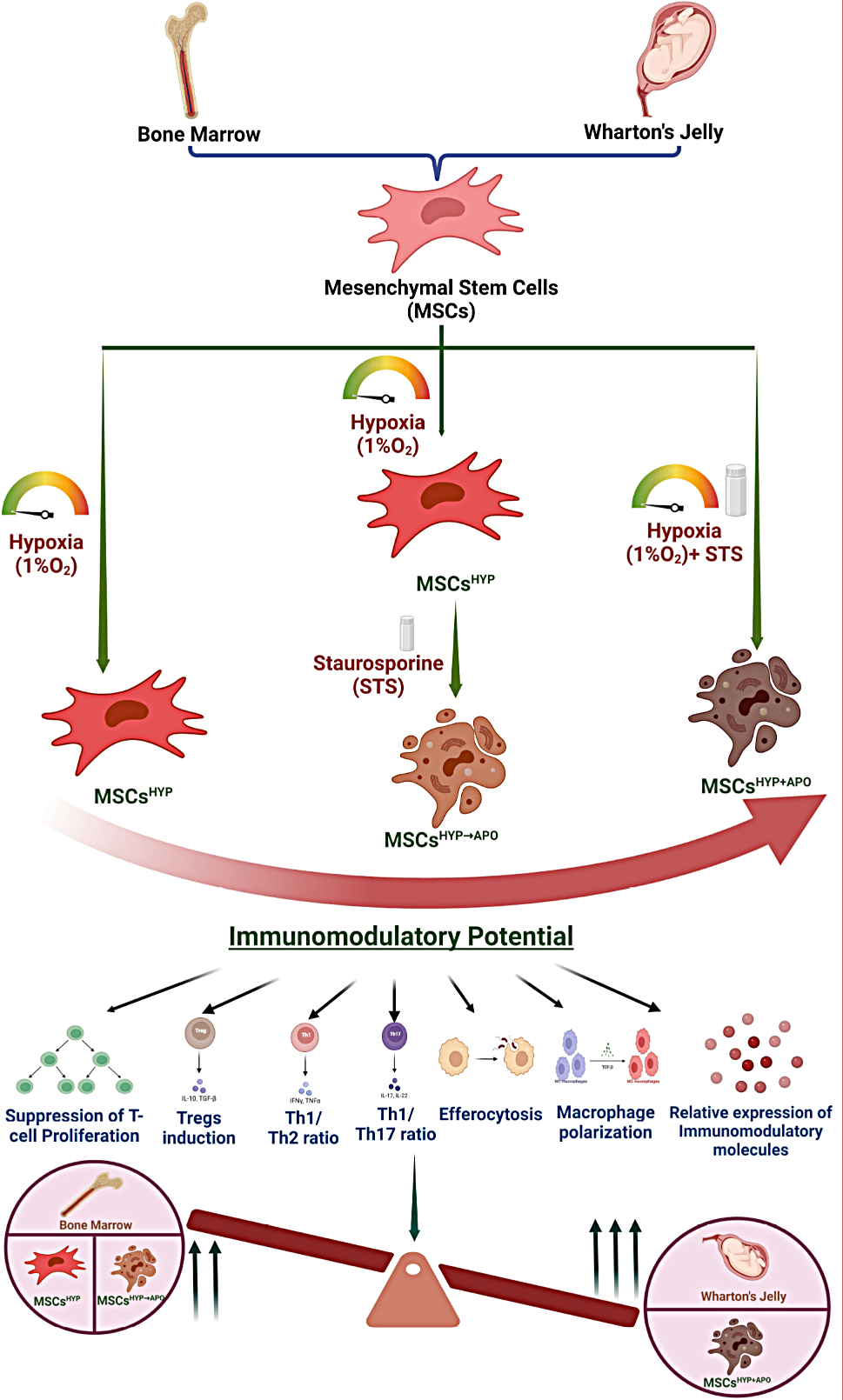 Concurrent hypoxia and apoptosis imparts immune programming potential in mesenchymal stem cells: Lesson from acute graft-versus-host-disease model