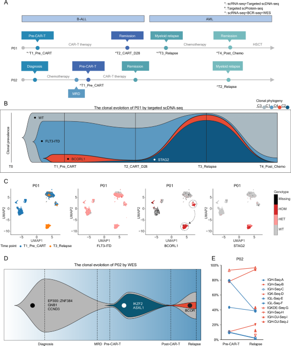 The dynamic evolution of lineage switch under CD19 CAR-T treatment in non-KMT2A rearranged B-ALL patients