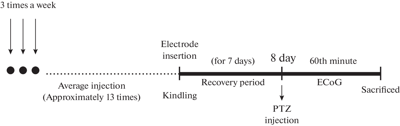 Exploring the Role of TRP Channels and Neurotrophic Factors in Epileptogenesis: Insights from Diverse Seizure Models