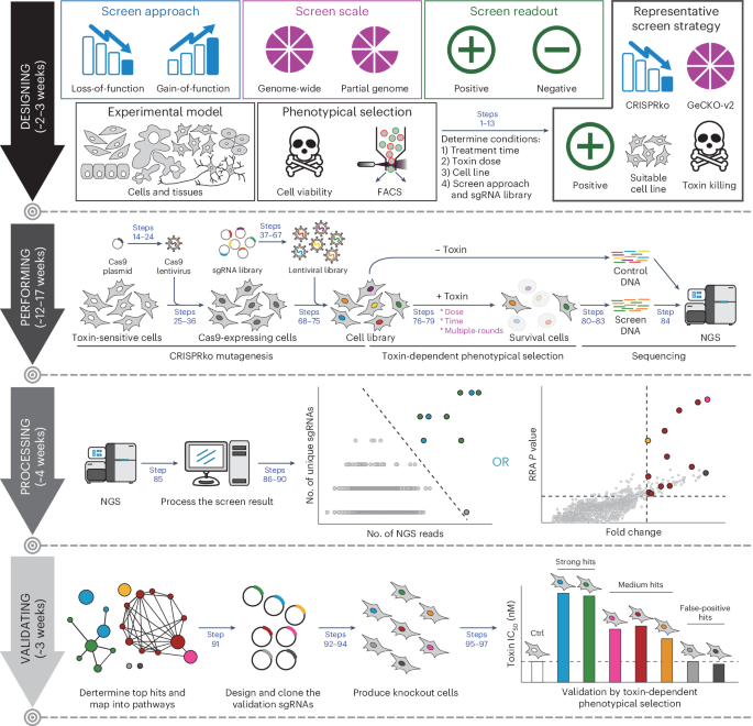 Design, performance, processing, and validation of a pooled CRISPR perturbation screen for bacterial toxins