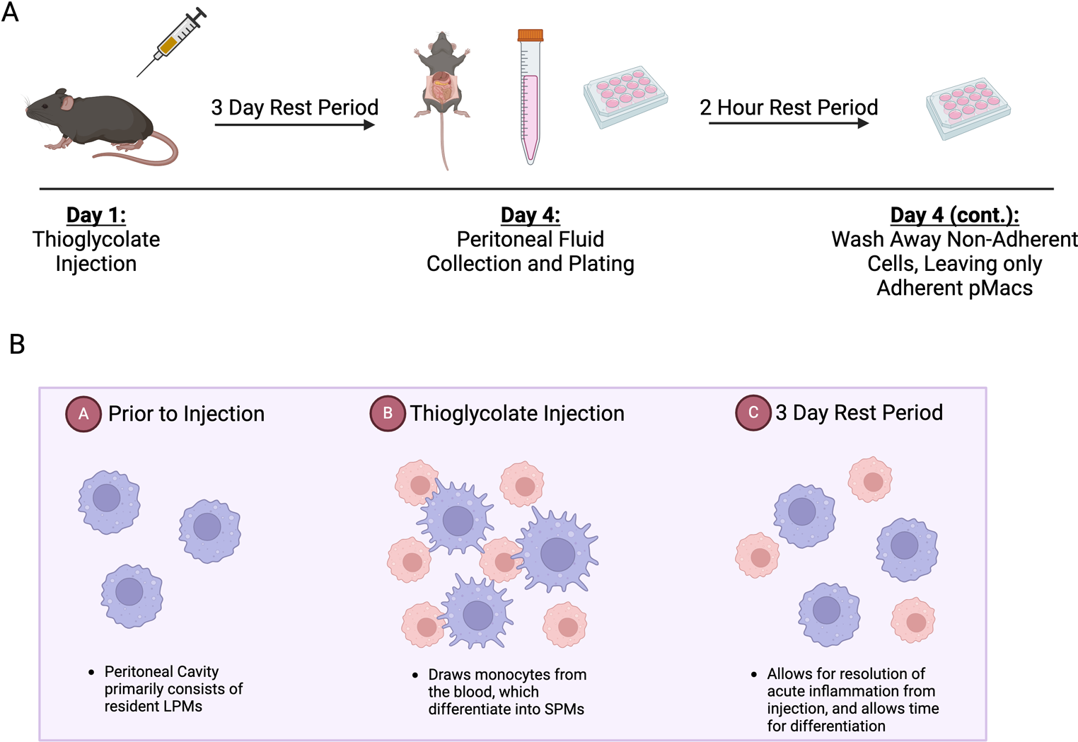 Alzheimer’s disease-associated protective variant Plcg2-P522R modulates peripheral macrophage function in a sex-dimorphic manner