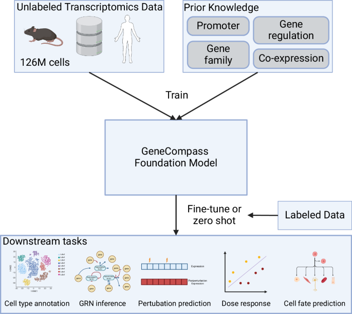 A cross-species foundation model for single cells