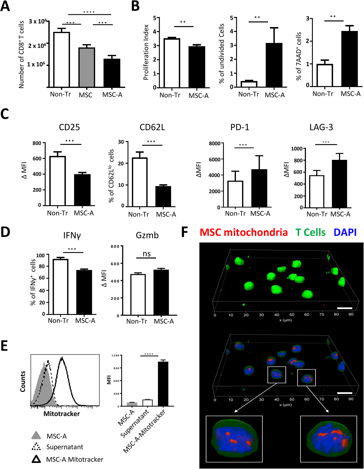 The role of mitochondrial transfer in the suppression of CD8+ T cell responses by Mesenchymal stem cells