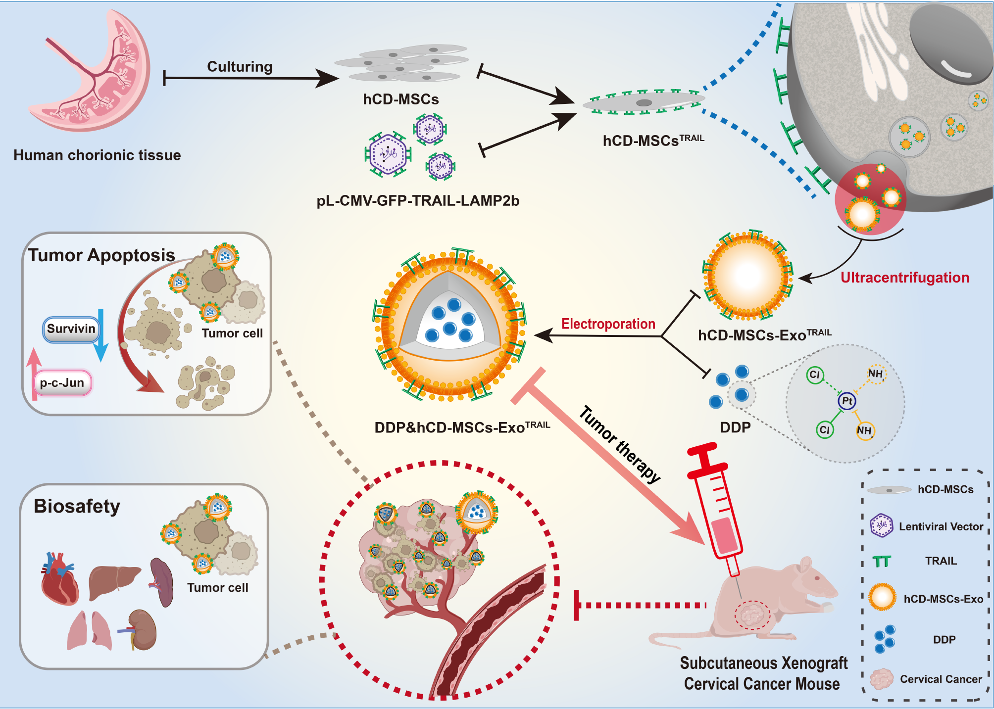 Cisplatin-encapsulated TRAIL-engineered exosomes from human chorion-derived MSCs for targeted cervical cancer therapy