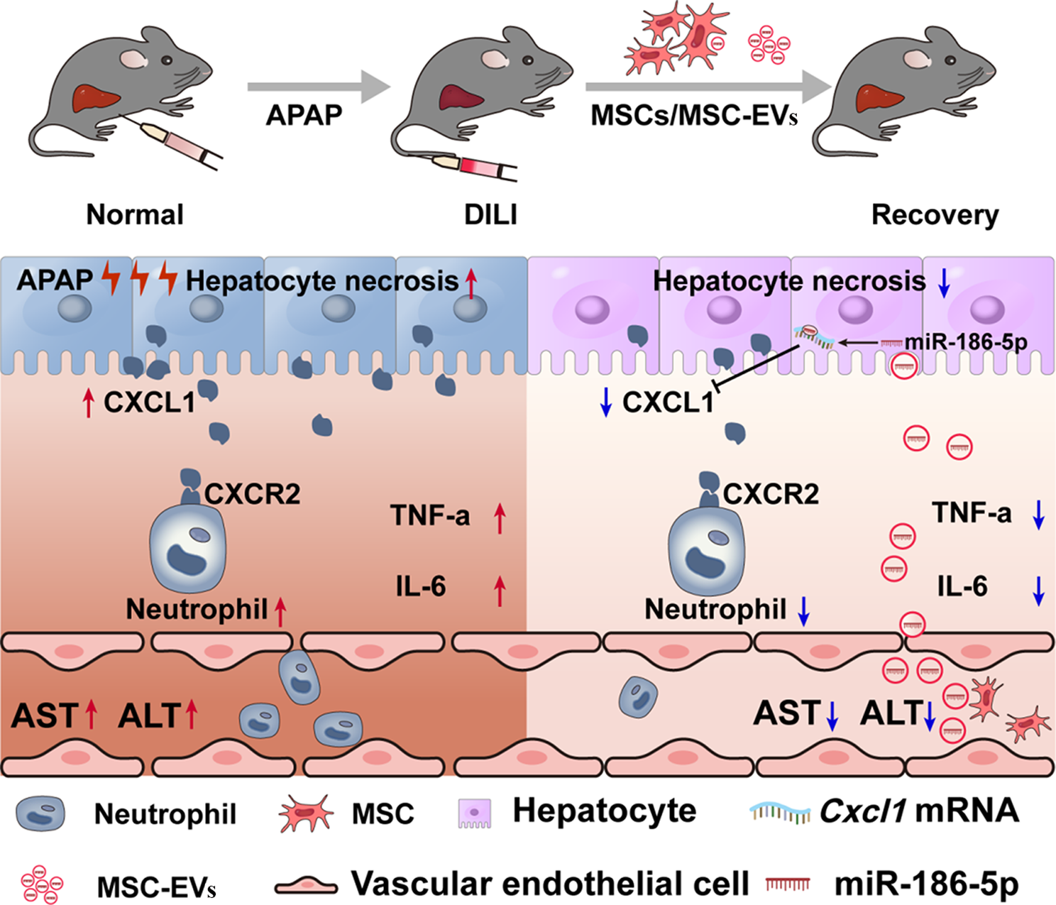 Mesenchymal stromal cells alleviate APAP-induced liver injury via extracellular vesicle-mediated regulation of the miR-186-5p/CXCL1 axis