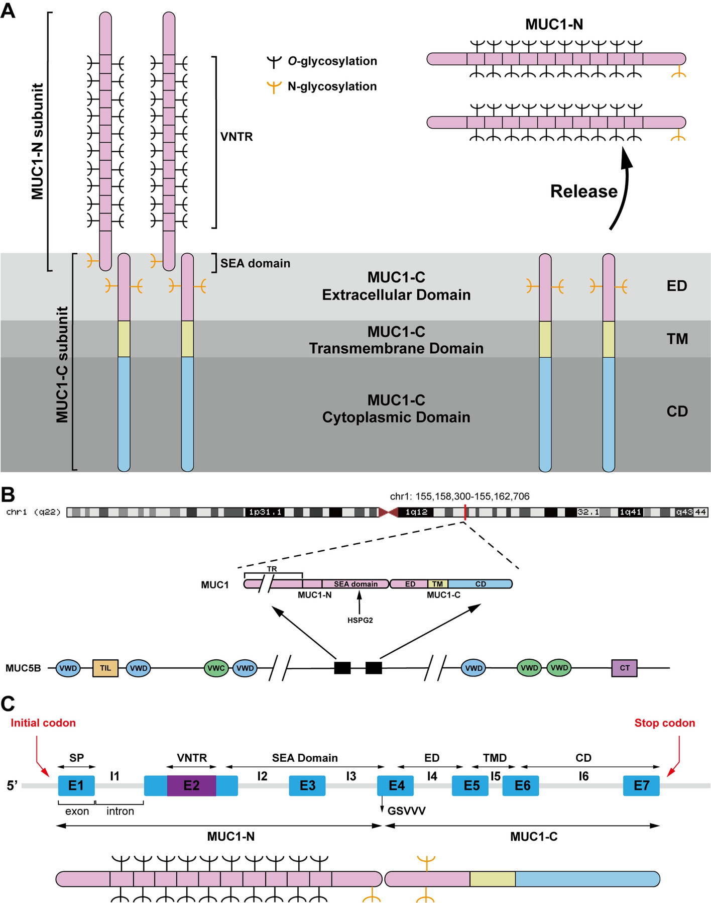 Research progress of MUC1 in genitourinary cancers