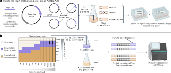 Binary vector copy number engineering improves Agrobacterium-mediated transformation