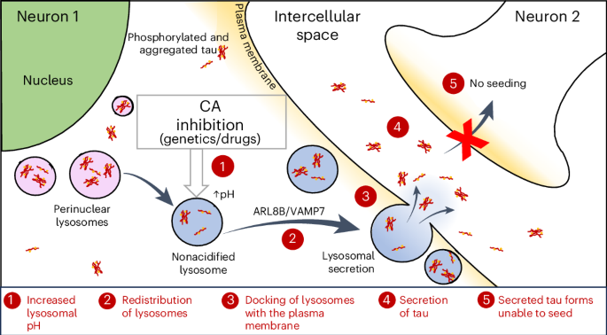 Carbonic anhydrase inhibition ameliorates tau toxicity via enhanced tau secretion