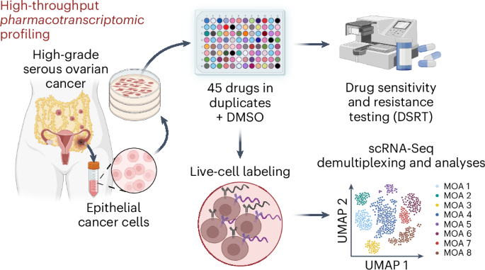 A multiplex single-cell RNA-Seq pharmacotranscriptomics pipeline for drug discovery