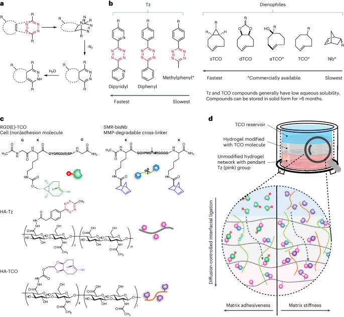 Bio-orthogonal tuning of matrix properties during 3D cell culture to induce morphological and phenotypic changes