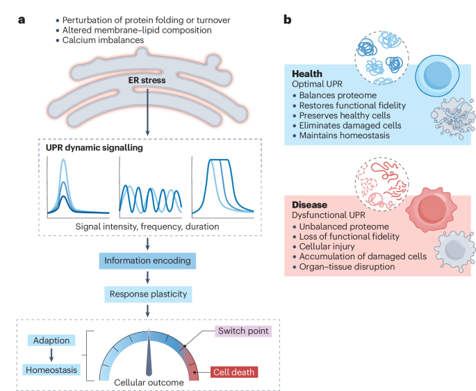 Homeostasis control in health and disease by the unfolded protein response