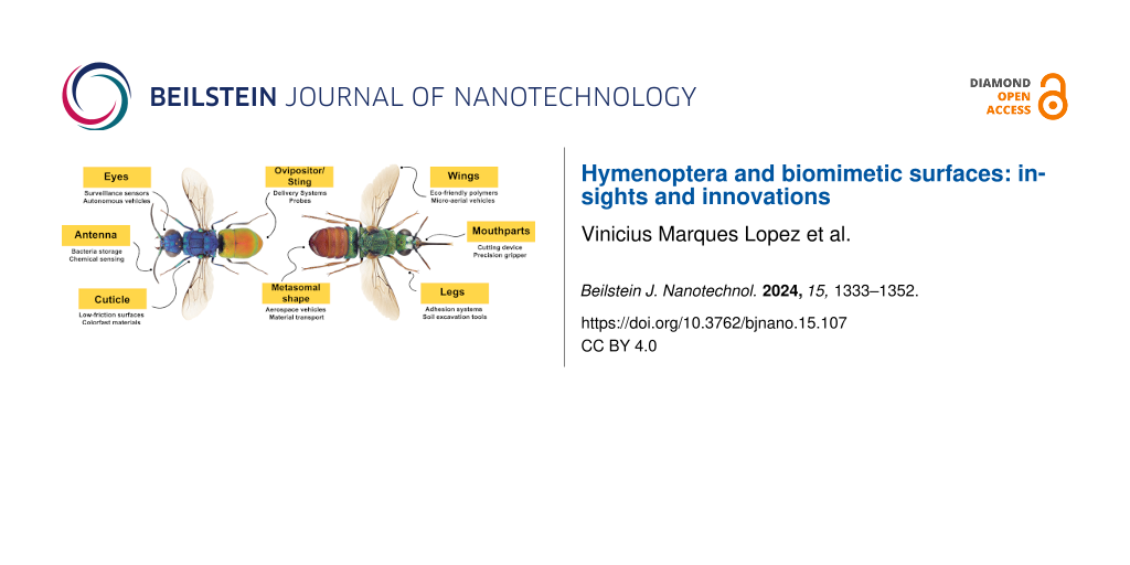 Hymenoptera and biomimetic surfaces: insights and innovations