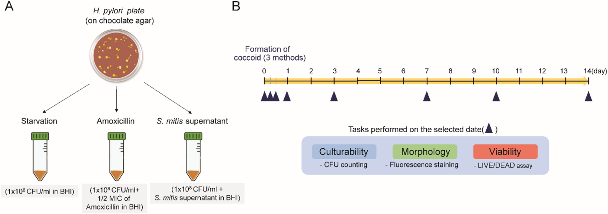 Comparison of three methods for generating the coccoid form of Helicobacter pylori and proteomic analysis