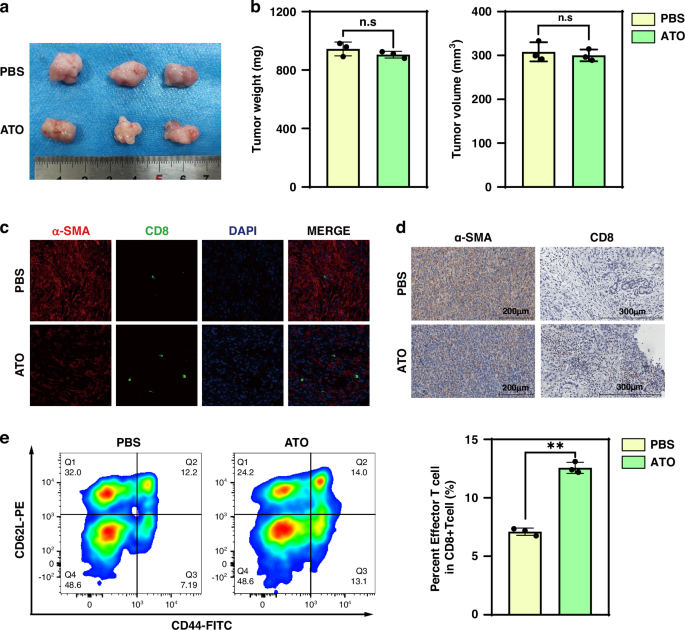 Low-dose arsenic trioxide inhibits pancreatic stellate cell activation via LOXL3 expression to enhance immunotherapy in pancreatic cancer