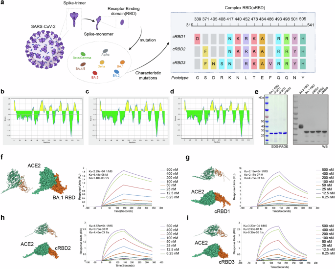 A protein vaccine of RBD integrated with immune evasion mutation shows broad protection against SARS-CoV-2