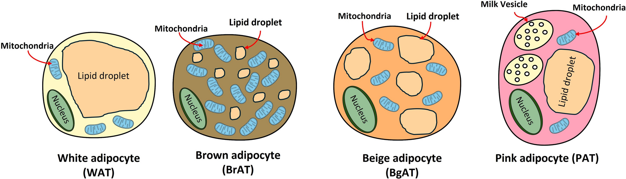 Epicardial Adipocytes in Cardiac Pathology and Healing