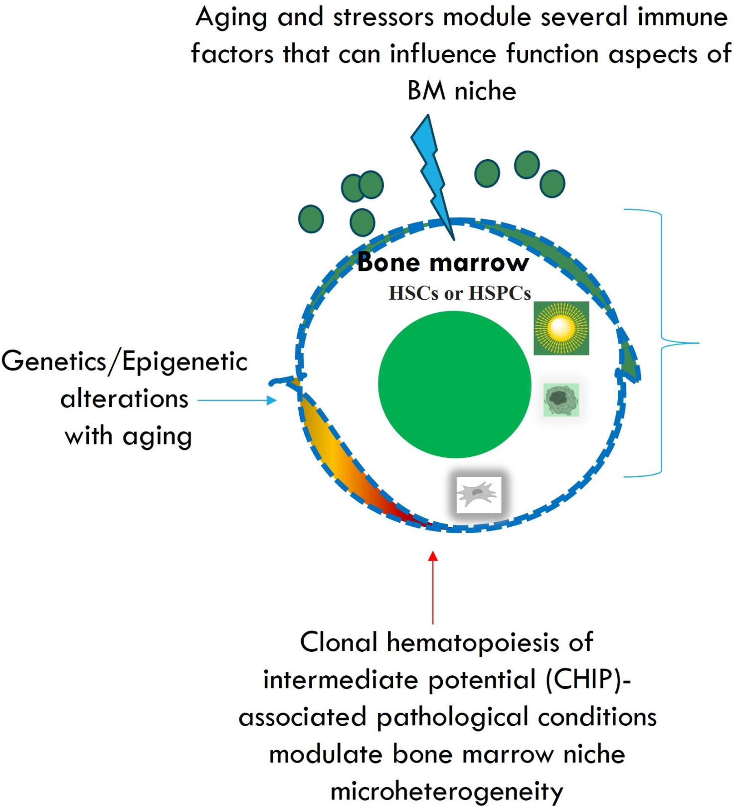 Emerging insights into epigenetics and hematopoietic stem cell trafficking in age-related hematological malignancies