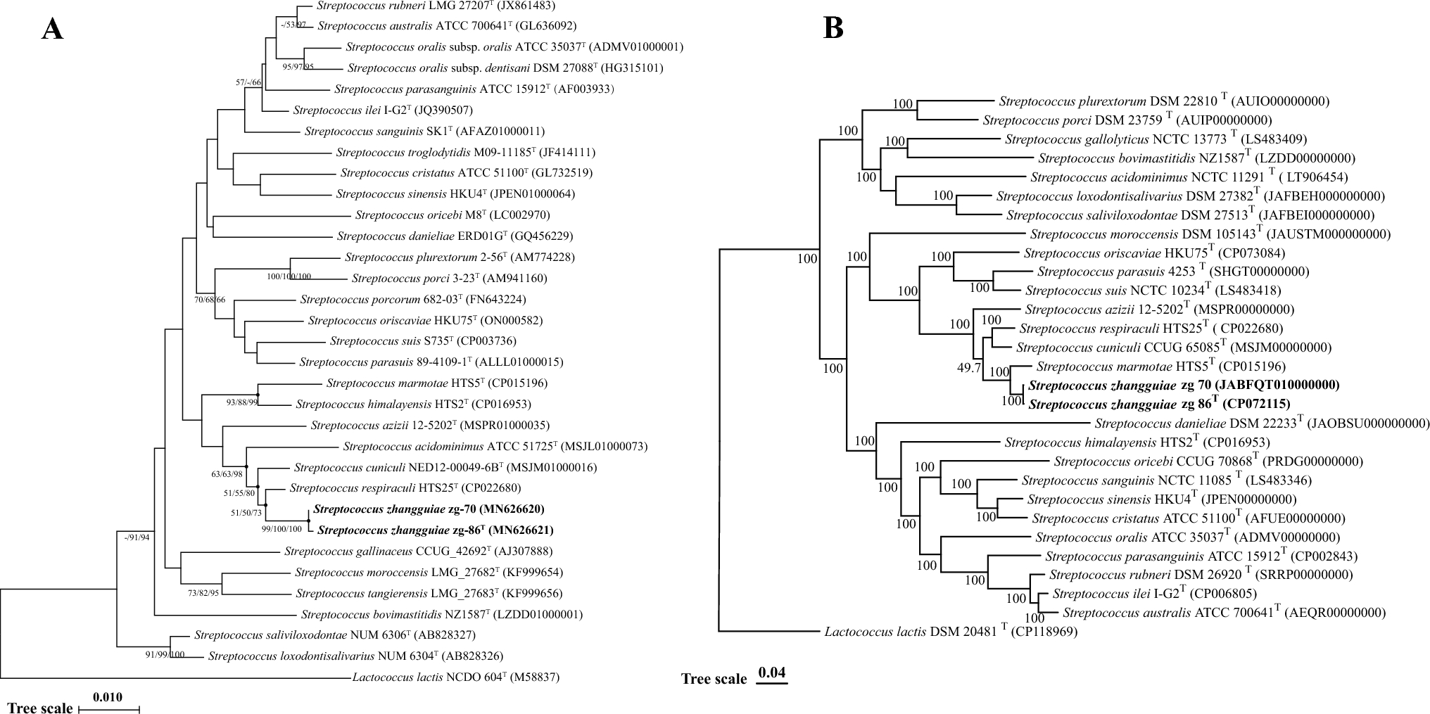 Genomic Characterization and Comparative Analysis of Streptococcus zhangguiae sp. nov. Isolated from the Respiratory Tract of Marmota Himalayana