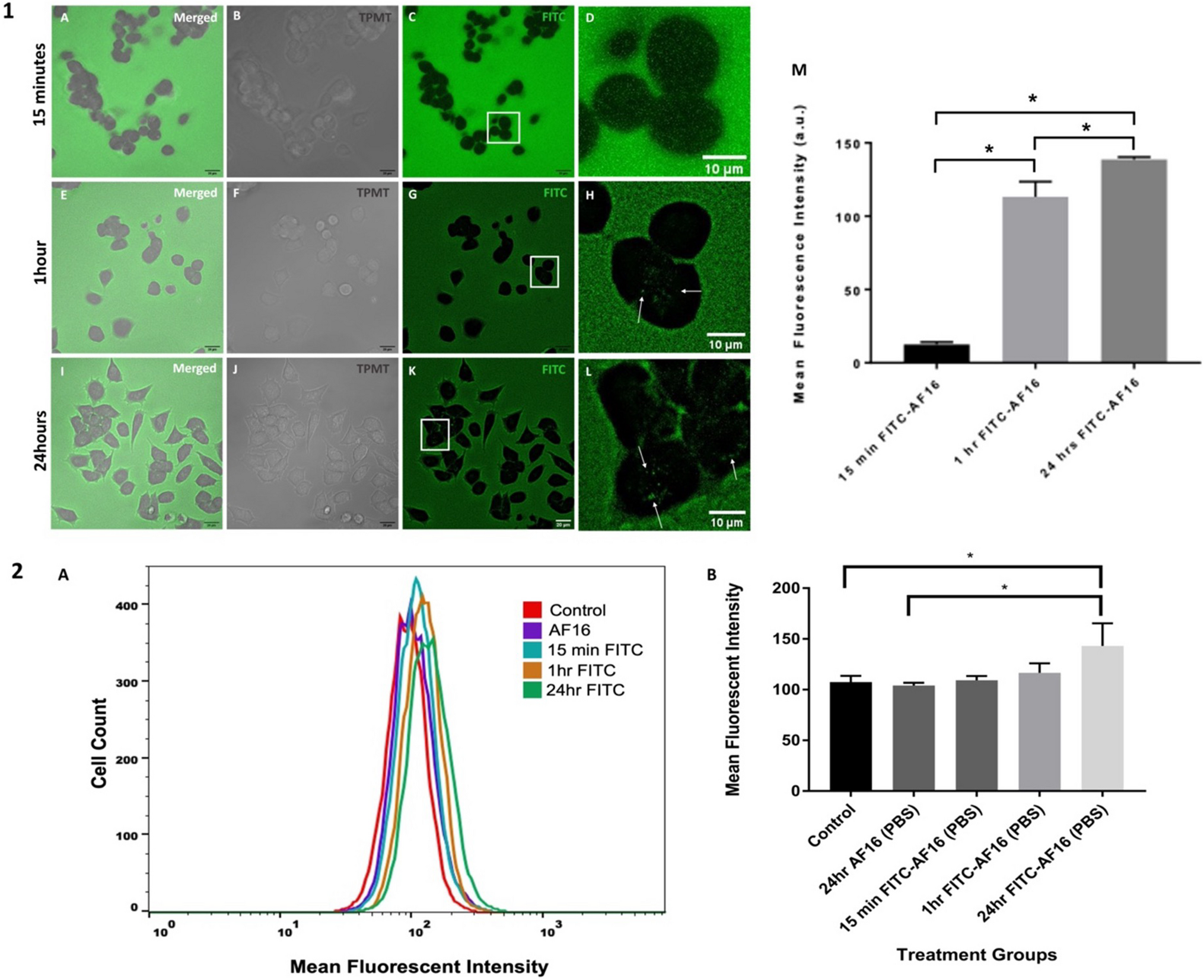 Antisecretory Factor 16 (AF16): A Promising Avenue for the Treatment of Traumatic Brain Injury—An In Vitro Model Approach