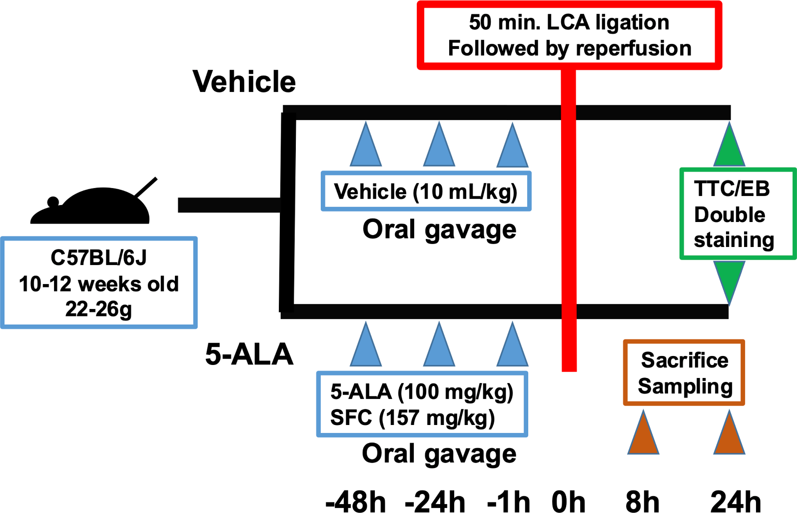 5-Aminolevulinic acid combined with ferrous iron ameliorates myocardial ischemia/reperfusion injury by increasing heme oxygenase-1