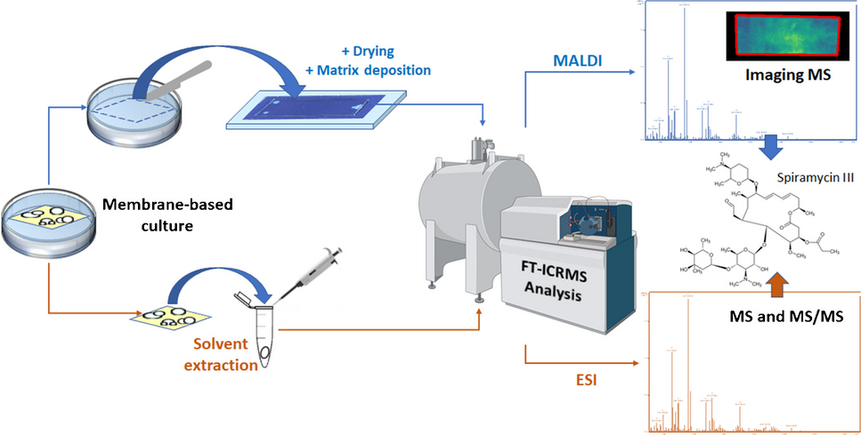 Membrane-based preparation for mass spectrometry imaging of cultures of bacteria