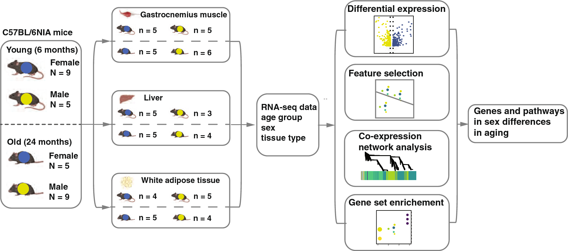 Sex dimorphism and tissue specificity of gene expression changes in aging mice