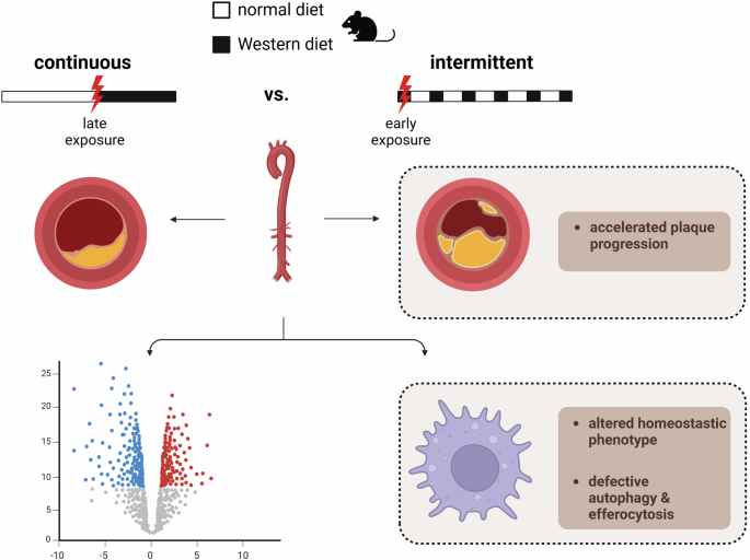 Early intermittent cholesterol exposure accelerates atherosclerosis: an oscillating amplifier calling for preemptive control