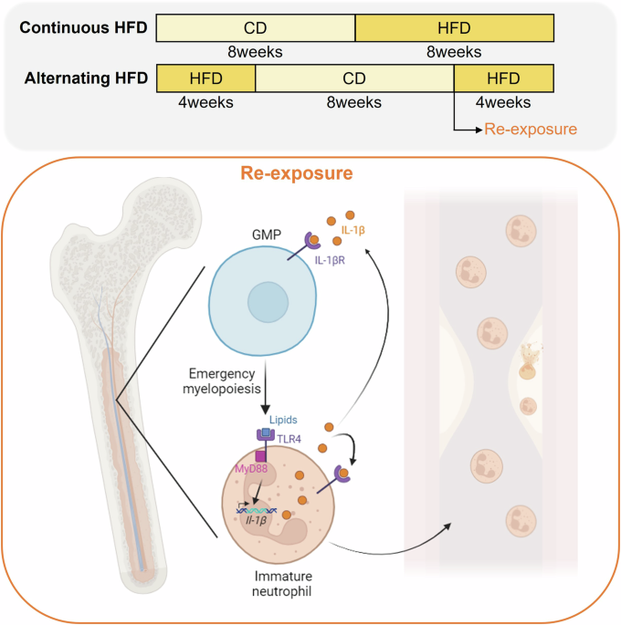 Intermittent high-fat diet: atherosclerosis progression by neutrophil reprogramming