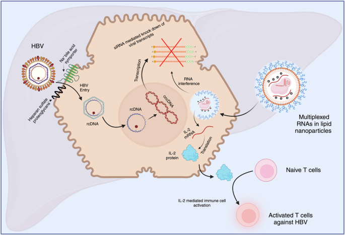 Multiplexed RNAs in lipid nanoparticles: potential therapeutic vaccine for chronic hepatitis B