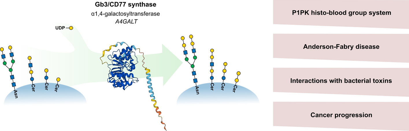 Human Gb3/CD77 synthase: a glycosyltransferase at the crossroads of immunohematology, toxicology, and cancer research