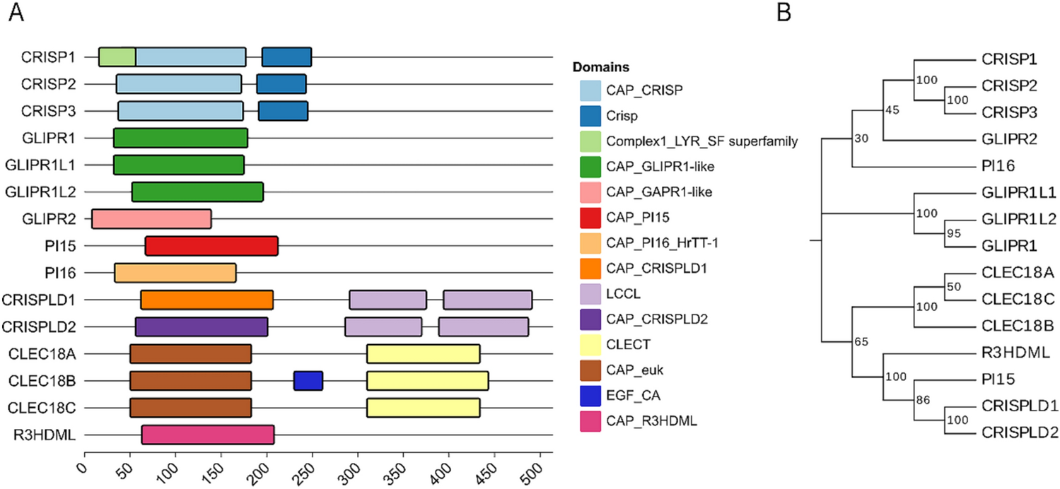 CAP superfamily proteins in human: a new target for cancer therapy