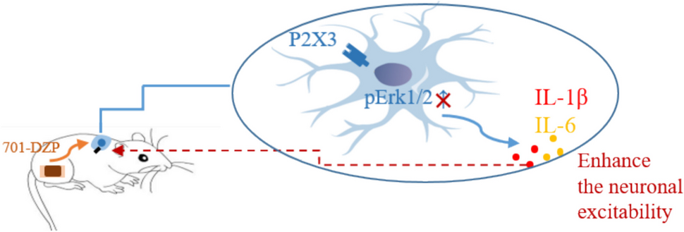 The exploration of active components of 701 Dieda Zhentong patch and analgesic properties on chronic constriction injury rats