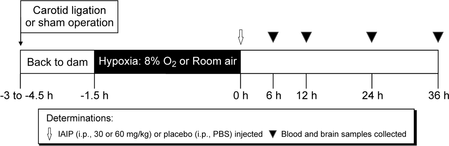 Inter-alpha Inhibitor Proteins Modulate Microvascular Endothelial Components and Cytokines After Exposure to Hypoxia–Ischemia in Neonatal Rats