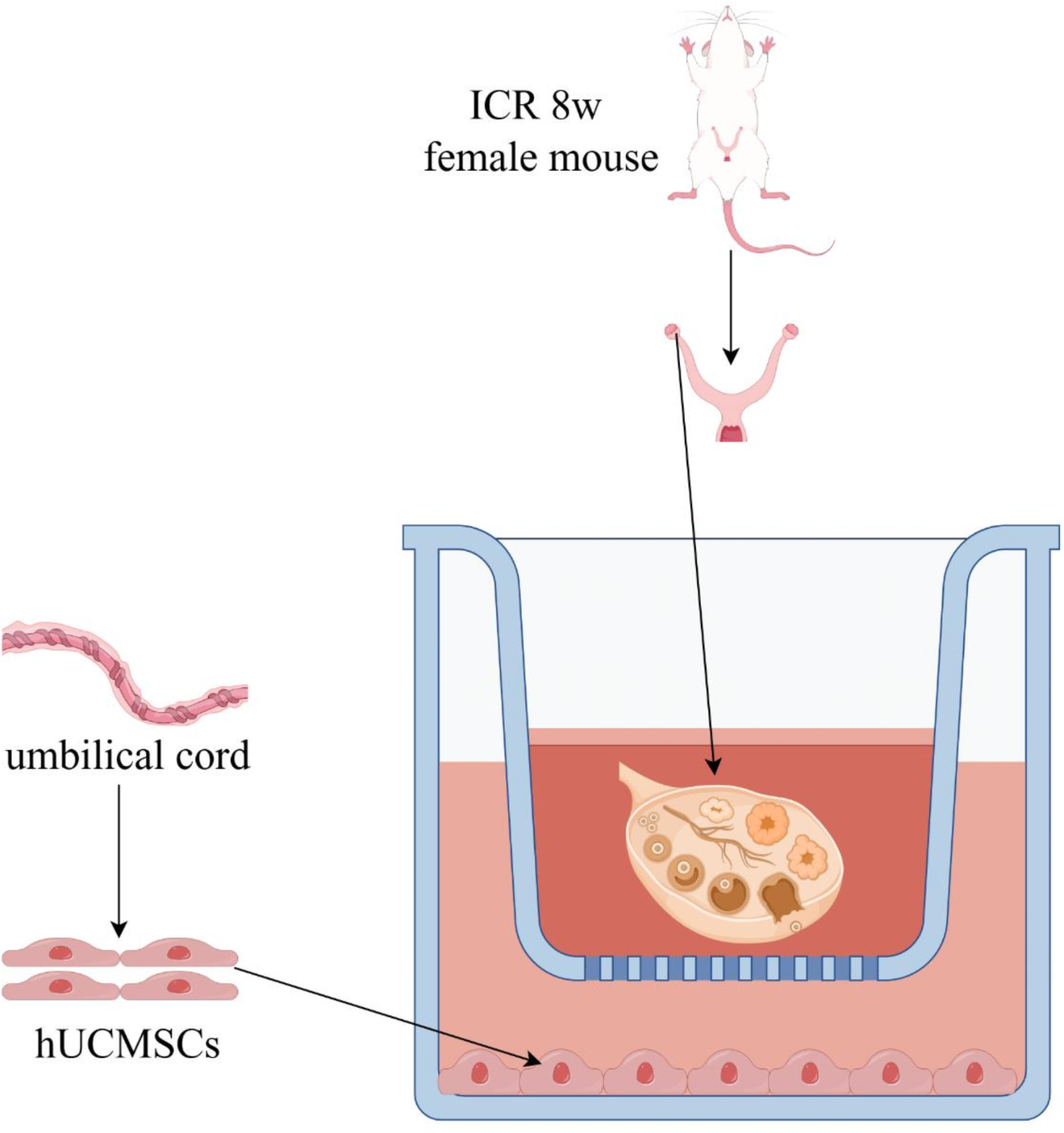 Human umbilical cord mesenchymal stem cells restore chemotherapy-induced premature ovarian failure by inhibiting ferroptosis in vitro ovarian culture system