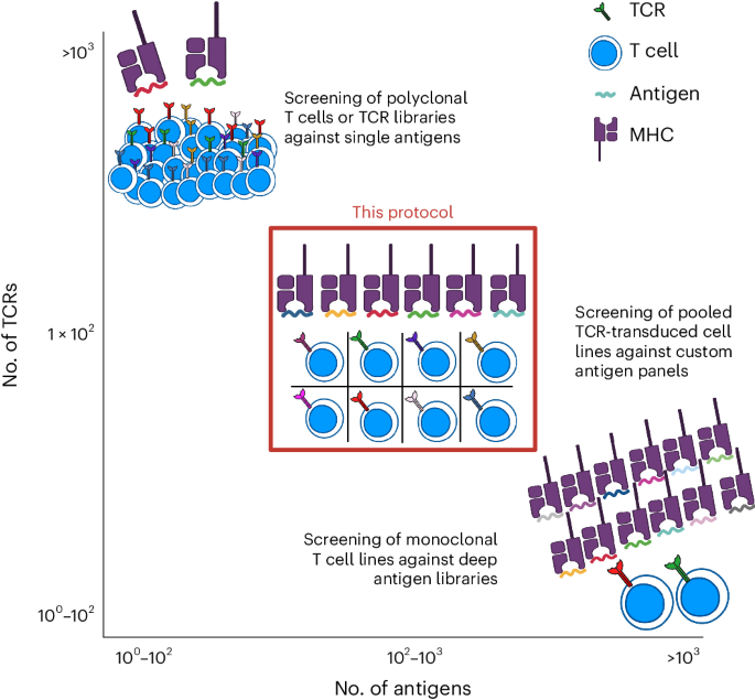 Rapid parallel reconstruction and specificity screening of hundreds of T cell receptors