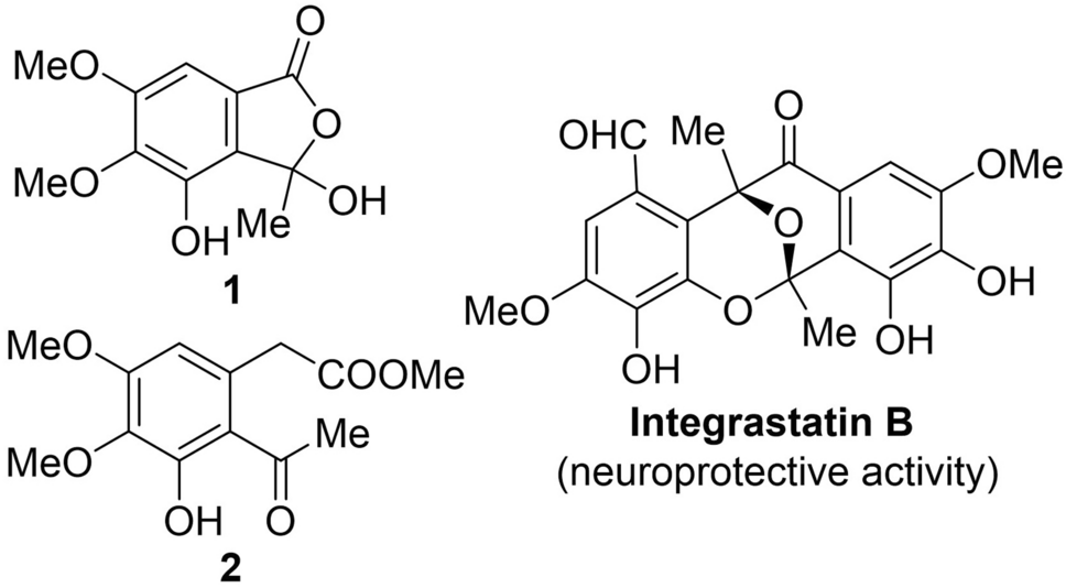 Aromatic polyketides isolated from the marine-derived fungus Didymella aeria and their neuroprotective activity