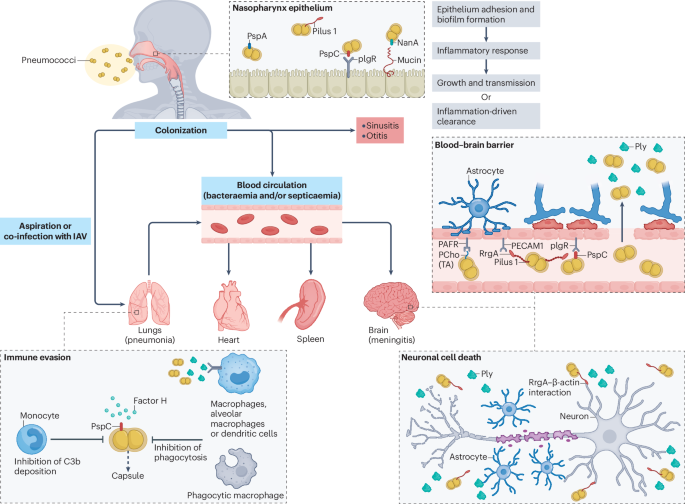 Streptococcus pneumoniae epidemiology, pathogenesis and control